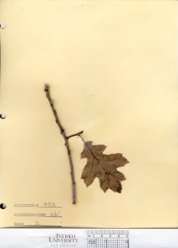 primary herbarium image