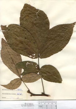 primary herbarium image