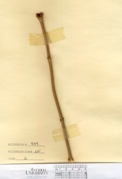 primary herbarium image