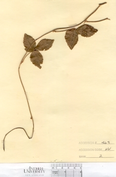 primary herbarium image