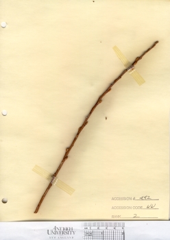 primary herbarium image