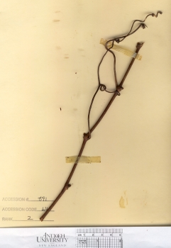 primary herbarium image