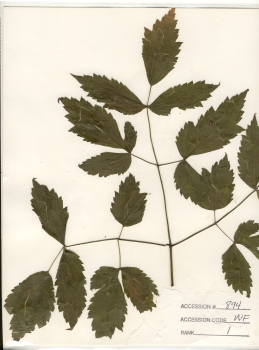 primary herbarium image