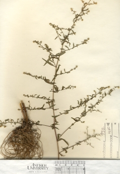 primary herbarium image