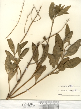 primary herbarium image