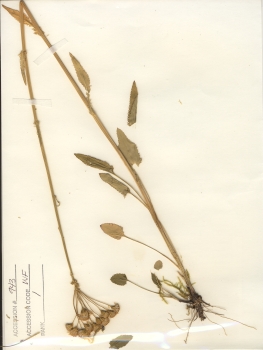 primary herbarium image