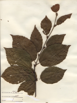 primary herbarium image