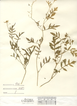 primary herbarium image
