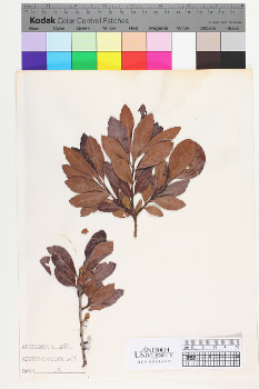 alternate herbarium image