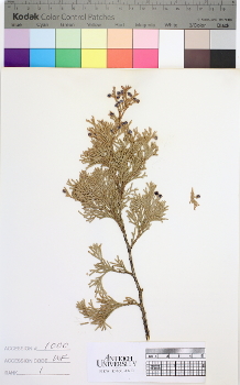 alternate herbarium image