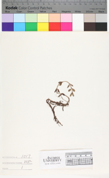 alternate herbarium image