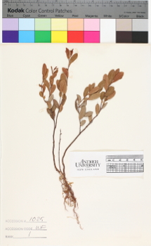alternate herbarium image