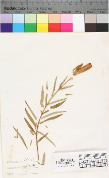 alternate herbarium image