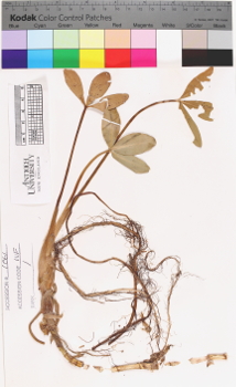 alternate herbarium image