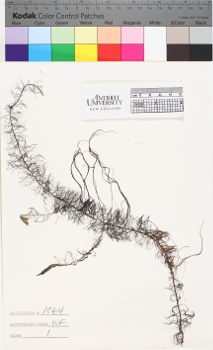 alternate herbarium image