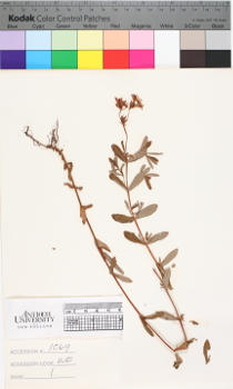 alternate herbarium image