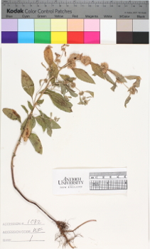 alternate herbarium image