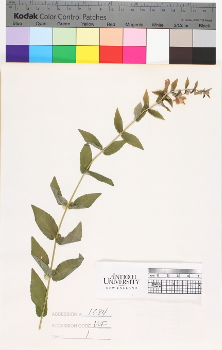 alternate herbarium image