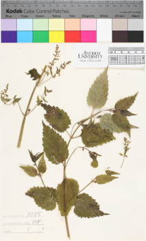 alternate herbarium image