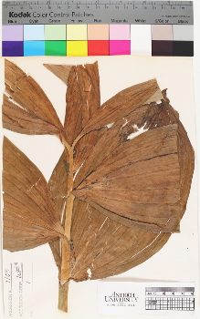 alternate herbarium image