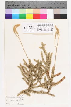 alternate herbarium image