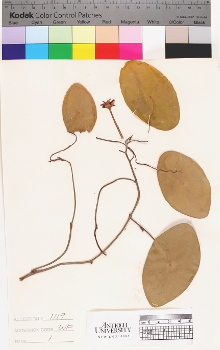 alternate herbarium image