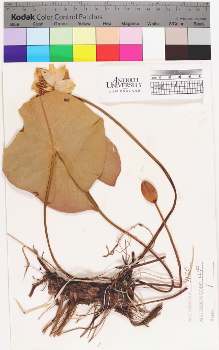 alternate herbarium image