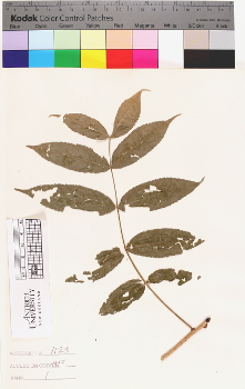alternate herbarium image