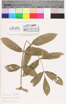 alternate herbarium image