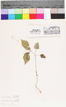 alternate herbarium image
