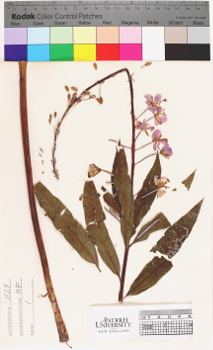alternate herbarium image