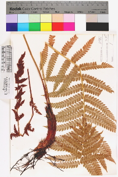 alternate herbarium image