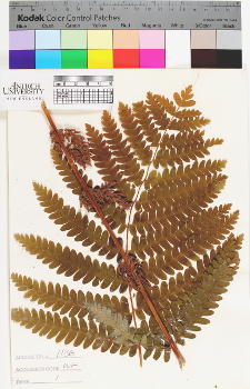 alternate herbarium image