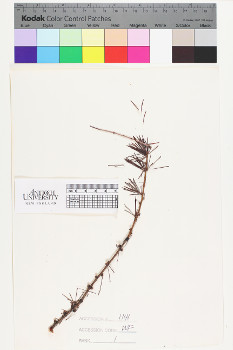 alternate herbarium image