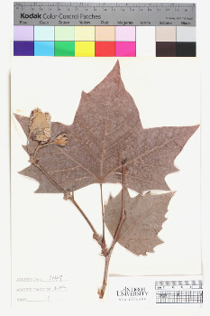 alternate herbarium image