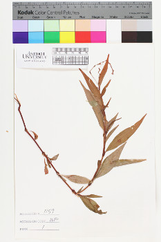 alternate herbarium image