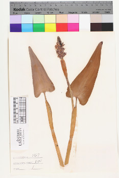 alternate herbarium image