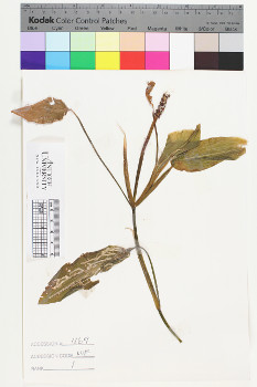 alternate herbarium image