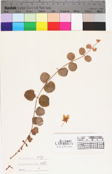 alternate herbarium image