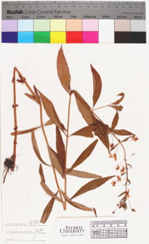 alternate herbarium image