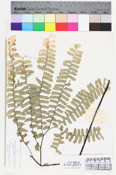 alternate herbarium image