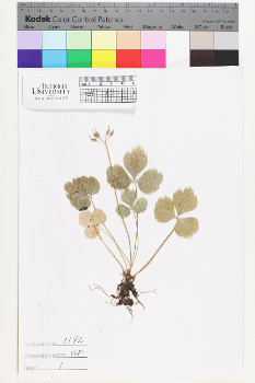 alternate herbarium image