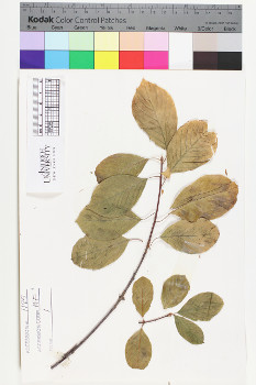 alternate herbarium image