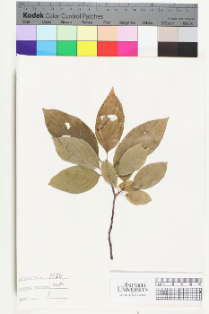 alternate herbarium image