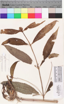 alternate herbarium image