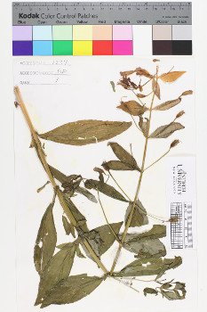 alternate herbarium image