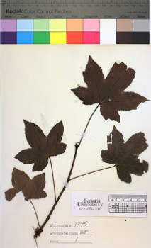 alternate herbarium image
