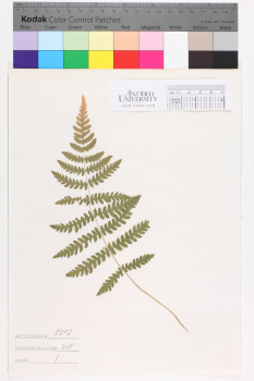 alternate herbarium image