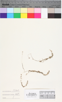 alternate herbarium image