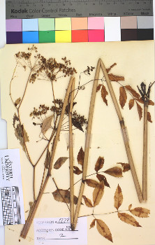 alternate herbarium image
